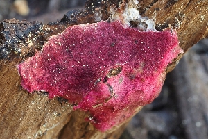  ( - FDS-CA-00876)  @11 [ ] by-nc (2024) Warren Cardimona Fungal Diversity Survey