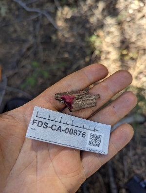  ( - FDS-CA-00876)  @11 [ ] by-nc (2024) Warren Cardimona Fungal Diversity Survey
