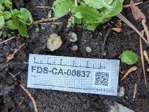  ( - FDS-CA-00837)  @11 [ ] by-nc (2024) Warren Cardimona Fungal Diversity Survey