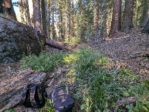  ( - FDS-CA-00837)  @11 [ ] by-nc (2024) Warren Cardimona Fungal Diversity Survey