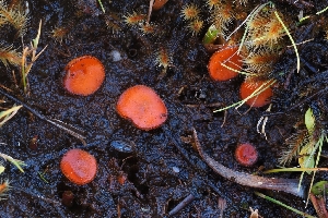  ( - FDS-CA-00840)  @11 [ ] by-nc (2024) Warren Cardimona Fungal Diversity Survey