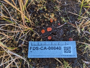  ( - FDS-CA-00840)  @11 [ ] by-nc (2024) Warren Cardimona Fungal Diversity Survey