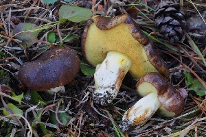  ( - FDS-CA-00841)  @11 [ ] by-nc (2024) Warren Cardimona Fungal Diversity Survey