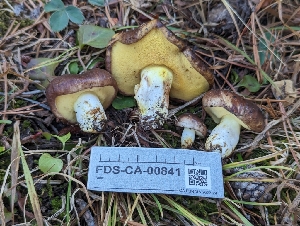  ( - FDS-CA-00841)  @11 [ ] by-nc (2024) Warren Cardimona Fungal Diversity Survey