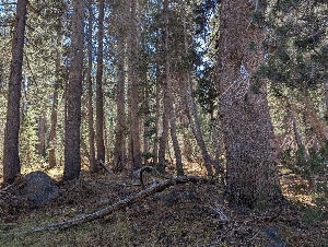  ( - FDS-CA-00841)  @11 [ ] by-nc (2024) Warren Cardimona Fungal Diversity Survey