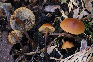  ( - FDS-CA-00879)  @11 [ ] by-nc (2024) Warren Cardimona Fungal Diversity Survey