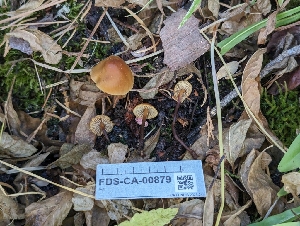  ( - FDS-CA-00879)  @11 [ ] by-nc (2024) Warren Cardimona Fungal Diversity Survey