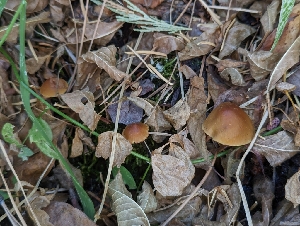  ( - FDS-CA-00879)  @11 [ ] by-nc (2024) Warren Cardimona Fungal Diversity Survey