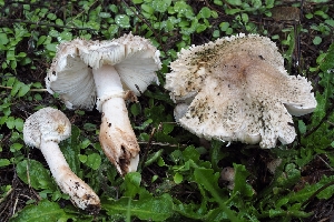 ( - FDS-CA-06399)  @11 [ ] by-nc (2024) Warren Cardimona Fungal Diversity Survey