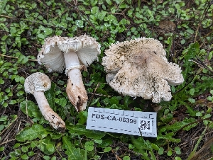  ( - FDS-CA-06399)  @11 [ ] by-nc (2024) Warren Cardimona Fungal Diversity Survey