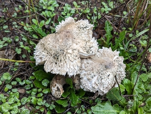  ( - FDS-CA-06399)  @11 [ ] by-nc (2024) Warren Cardimona Fungal Diversity Survey