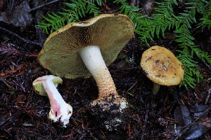  (Calonarius luteicolor - FDS-CA-09018)  @11 [ ] by-nc (2024) Warren Cardimona Fungal Diversity Survey