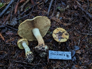  ( - FDS-CA-09018)  @11 [ ] by-nc (2024) Warren Cardimona Fungal Diversity Survey