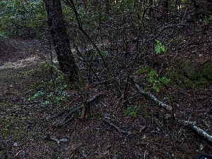  ( - FDS-CA-09018)  @11 [ ] by-nc (2024) Warren Cardimona Fungal Diversity Survey
