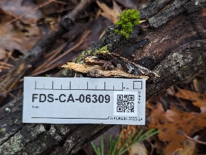  ( - FDS-CA-06309)  @11 [ ] by-nc (2024) Warren Cardimona Fungal Diversity Survey