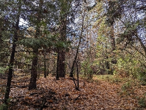  ( - FDS-CA-06309)  @11 [ ] by-nc (2024) Warren Cardimona Fungal Diversity Survey