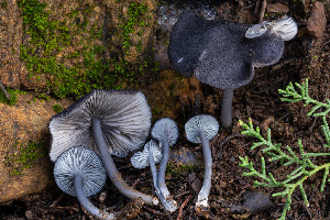  ( - FDS-CA-08573)  @11 [ ] by-nc (2025) Dean Lyons Fungal Diversity Survey