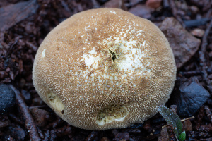  ( - FDS-CA-08571)  @11 [ ] by-nc (2025) Dean Lyons Fungal Diversity Survey