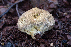  ( - FDS-CA-08571)  @11 [ ] by-nc (2025) Dean Lyons Fungal Diversity Survey
