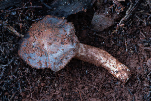  ( - FDS-CA-08574)  @11 [ ] by-nc (2025) Dean Lyons Fungal Diversity Survey