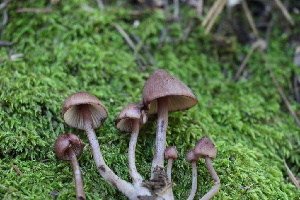  ( - FDS-CA-08725)  @11 [ ] c (2025) Marinna Grijalva Fungal Diversity Survey