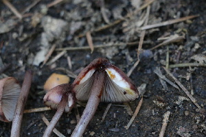  ( - FDS-CA-08725)  @11 [ ] c (2025) Marinna Grijalva Fungal Diversity Survey