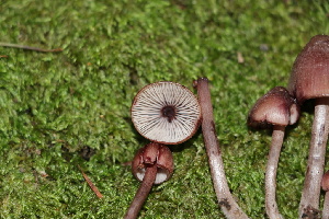  ( - FDS-CA-08725)  @11 [ ] c (2025) Marinna Grijalva Fungal Diversity Survey