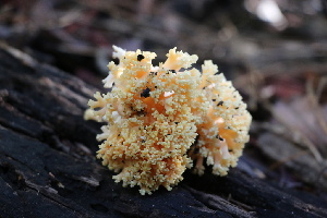  ( - FDS-CA-08728)  @11 [ ] c (2025) Marinna Grijalva Fungal Diversity Survey