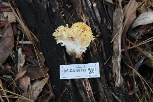  ( - FDS-CA-08728)  @11 [ ] c (2025) Marinna Grijalva Fungal Diversity Survey
