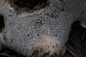  ( - FDS-CA-08729)  @11 [ ] c (2025) Marinna Grijalva Fungal Diversity Survey