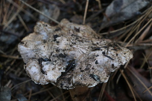  ( - FDS-CA-08729)  @11 [ ] c (2025) Marinna Grijalva Fungal Diversity Survey