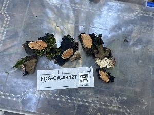  ( - FDS-CA-08427)  @11 [ ] by-nc (2025) Dean Lyons Fungal Diversity Survey