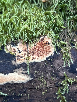  ( - FDS-CA-08427)  @11 [ ] by-nc (2025) Dean Lyons Fungal Diversity Survey