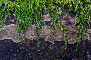  (Hypoxylon crocopeplum - FDS-CA-07487)  @11 [ ] by-nc (2025) Dean Lyons Fungal Diversity Survey