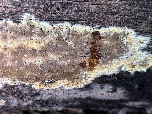  ( - FDS-CA-08201)  @11 [ ] by-nc (2025) Damon Tighe Fungal Diversity Survey