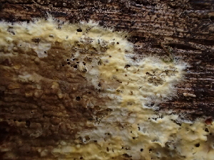  ( - FDS-CA-08201)  @11 [ ] by-nc (2025) Damon Tighe Fungal Diversity Survey