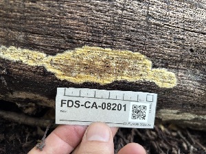  ( - FDS-CA-08201)  @11 [ ] by-nc (2025) Damon Tighe Fungal Diversity Survey
