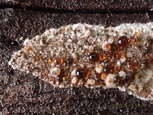  ( - FDS-CA-08212)  @11 [ ] by-nc (2025) Damon Tighe Fungal Diversity Survey