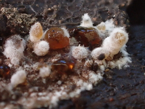  ( - FDS-CA-08212)  @11 [ ] by-nc (2025) Damon Tighe Fungal Diversity Survey