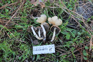  ( - FDS-CA-08731)  @11 [ ] c (2025) Marinna Grijalva Fungal Diversity Survey
