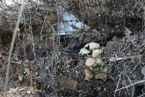  ( - FDS-CA-08731)  @11 [ ] c (2025) Marinna Grijalva Fungal Diversity Survey