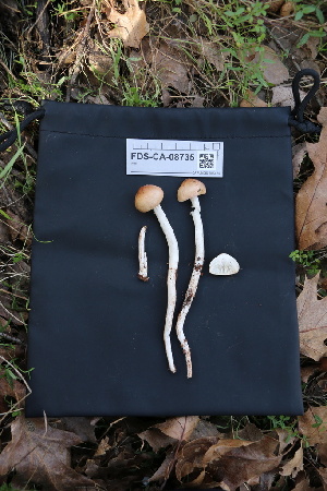  ( - FDS-CA-08735)  @11 [ ] c (2025) Marinna Grijalva Fungal Diversity Survey