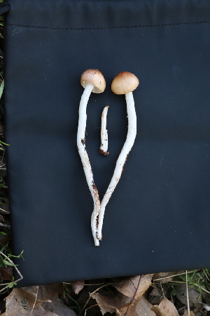  ( - FDS-CA-08735)  @11 [ ] c (2025) Marinna Grijalva Fungal Diversity Survey
