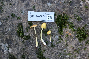  ( - FDS-CA-08742)  @11 [ ] c (2025) Marinna Grijalva Fungal Diversity Survey