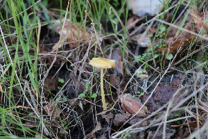  ( - FDS-CA-08742)  @11 [ ] c (2025) Marinna Grijalva Fungal Diversity Survey