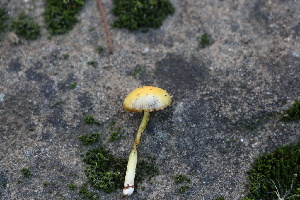  ( - FDS-CA-08742)  @11 [ ] c (2025) Marinna Grijalva Fungal Diversity Survey