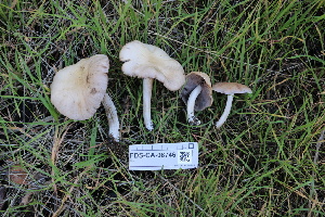  ( - FDS-CA-08746)  @11 [ ] c (2025) Marinna Grijalva Fungal Diversity Survey