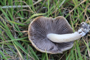  ( - FDS-CA-08746)  @11 [ ] c (2025) Marinna Grijalva Fungal Diversity Survey