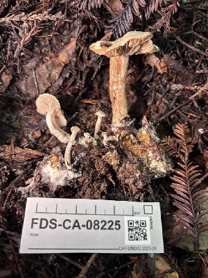  ( - FDS-CA-08225)  @11 [ ] by-nc (2025) Damon Tighe Fungal Diversity Survey