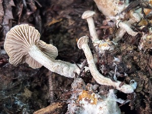  ( - FDS-CA-08225)  @11 [ ] by-nc (2025) Damon Tighe Fungal Diversity Survey